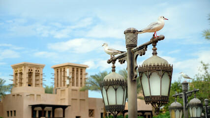 Fototapeta na wymiar Seagulls sitting on the streetlights. Dubai, UAE