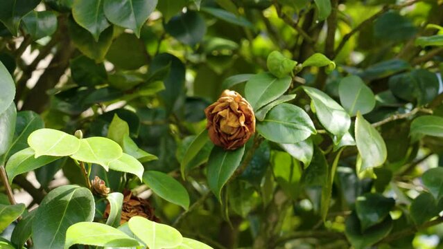 Withered dried brown bush rose flower in the garden. Aging and dying concept