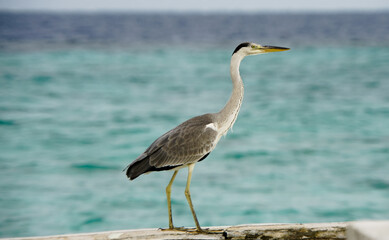 Grey Heron on jetty 