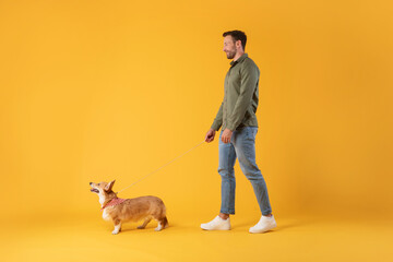 Full body length shot of young man walking with little corgi dog isolated over yellow color studio...