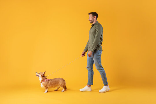 Full body length shot of young man walking with little corgi dog isolated over yellow color studio background, free space
