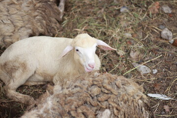 Fototapeta premium Indonesian goats on the farm. A well-groomed goat without horns. Yellowish white goat. java goat