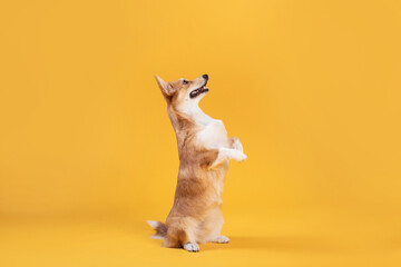 Side view of cute corgi dog standing on hind legs and listening owner's commands, looking at free...
