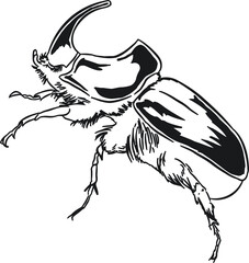 Beetle bug illustration 5