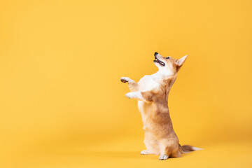 Pembroke welsh corgi dog sitting on hind legs and begging something, looking at free space isolated...