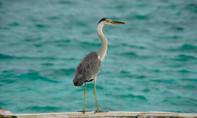 Grey Heron on jetty 