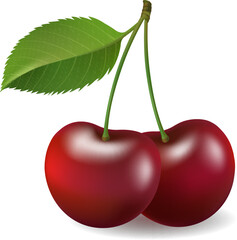 Realistic cherry isolated