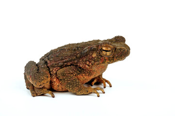 Asian giant toad // Asiatische Riesenkröte (Phrynoidis asper)