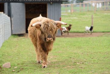 A Highland cow in an outdoor park in midsummer with goats in the distance