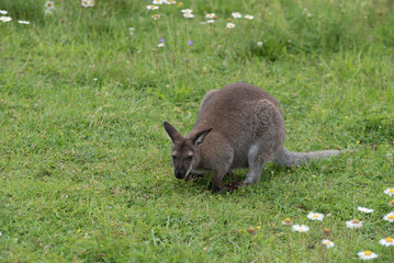 a red-necked wallaby in an outdoor park in midsummer