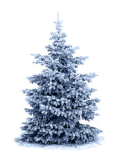 Spruce tree covered snow and hoarfrost on white background with space for text
