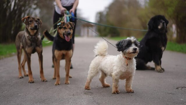 Charming dogs on leashes on road with unrecognizable woman. Concept of pets walking