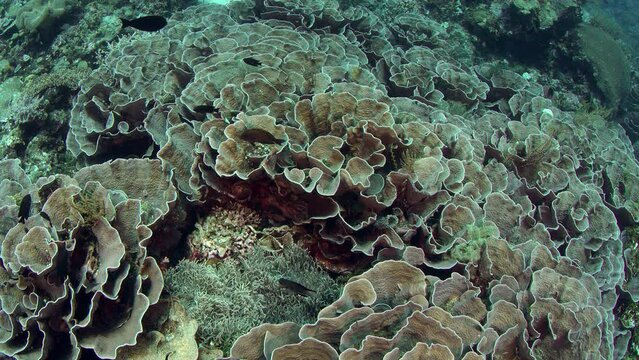 Shot over an intact coral reef with hard corals, soft corals and many tropical fish, WAKATOBI, Indonesia, slow motion