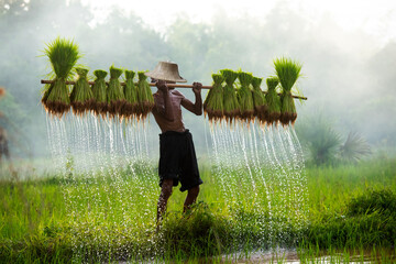 Male farmer carrying seedlings to plant with local wisdom for sustainable and reduce environmental problems.Sufficiency economy concept.