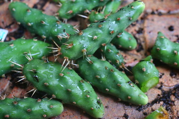 Kaktus mrozoodporny Opuncja fragilis cv foehr Föhr