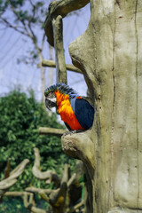 Colorful Parrot Perched on Tree Trunk in Enclosure