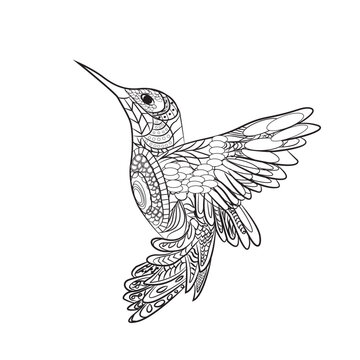 hummingbird coloring book illustration mandala zentangle 