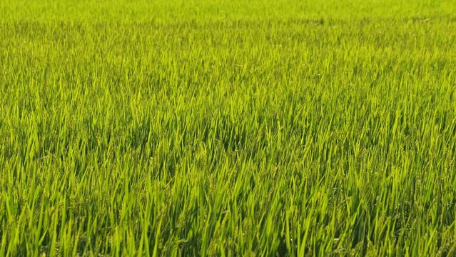 Closeup of ricefield full of paddy
