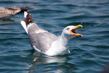 Screaming seagull by the Dalmatian coast