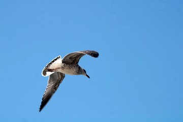 A silver seagull in Croatia