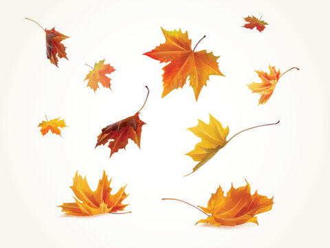 Realistic falling leaves. Autumn forest maple leaf in september season, flying orange foliage from tree on ground transparent background isolated template exact vector illustration