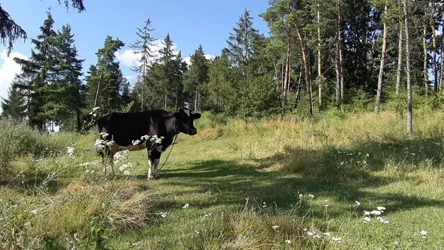 Cows in a meadow next to a forest