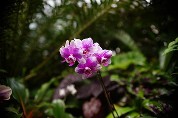 Orchidea storczyk pośród innych roślin w palmiarni - obrazy, fototapety, plakaty