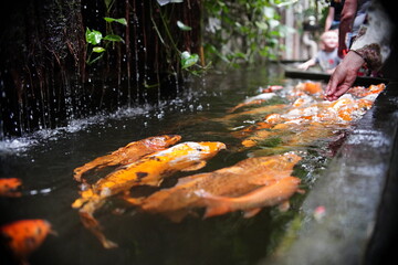 Ryby koi płynące w stronę ręki osoby karmiącej w akwarium w palmiarni