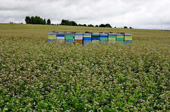 Bee hives in flower field