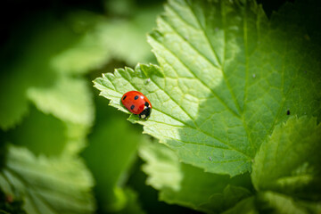 Naklejka premium Marienkäfer Macro
