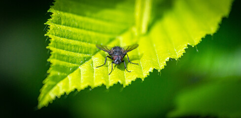 Fliege auf Hainbuche Blatt