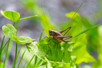 Heuschrecke auf Pflanze