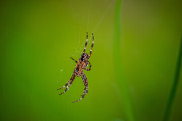 Spinne