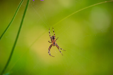 Spinne