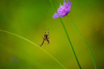 Spinne neben Blume