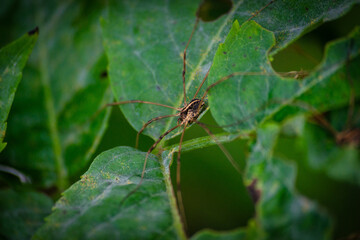 Spinne auf Blatt