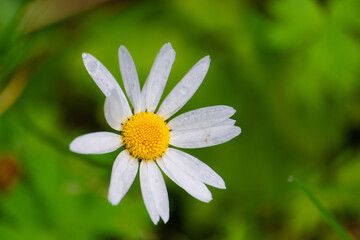 Obraz premium Sommerblume, Kamillenblüte