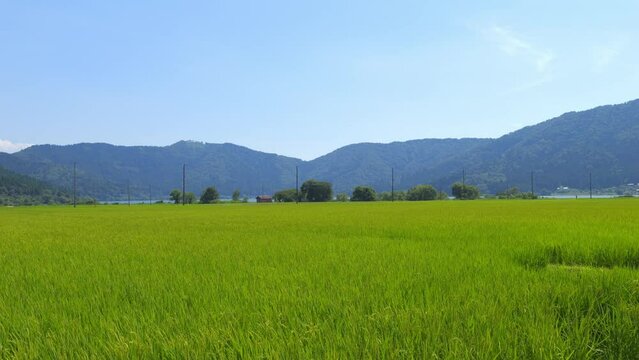 Beautiful green ricefield in countryside. Rice plantation. Rice agriculture.