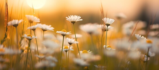 The landscape of white daisy blooms in a field, with the focus on the setting sun. The grassy meadow is blurred, creating a warm golden hour effect during sunset and sunrise time. - Powered by Adobe
