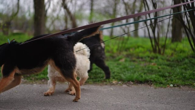 Side view tracking shot of joyful dogs and puppies on leashes running walking outdoors. Live camera follows hyperactive pets strolling on overcast morning