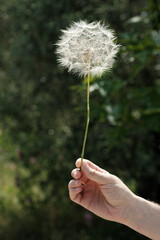 Fototapeta premium Man Holding Dandelion Clock