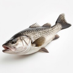 Seabass isolated on white background. Generative AI