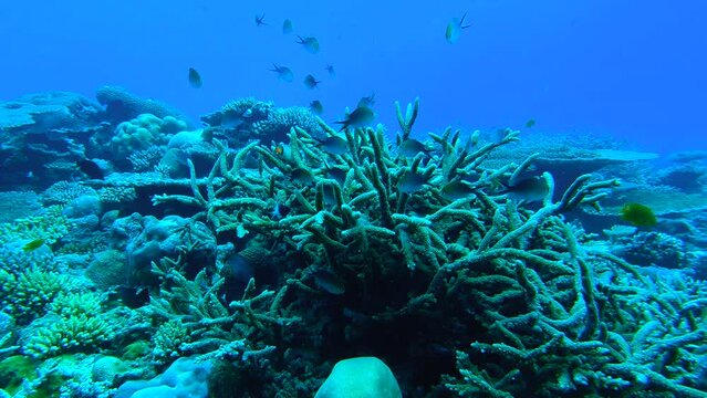 Swimming around a coral full of fish - Mayotte