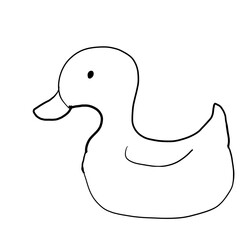 duck isolated on white