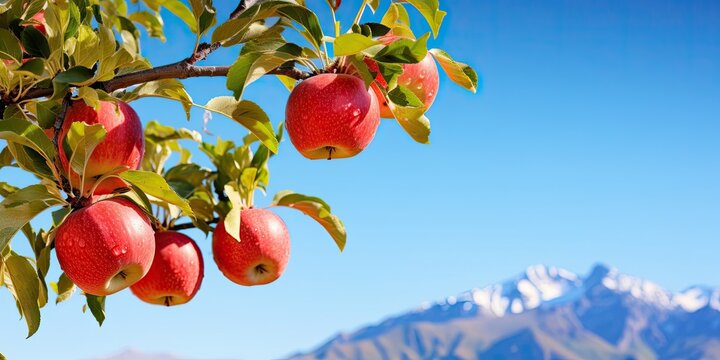 Fresh red apples on tree background. Healthy apple season. Organic fruit in mountain garden concept