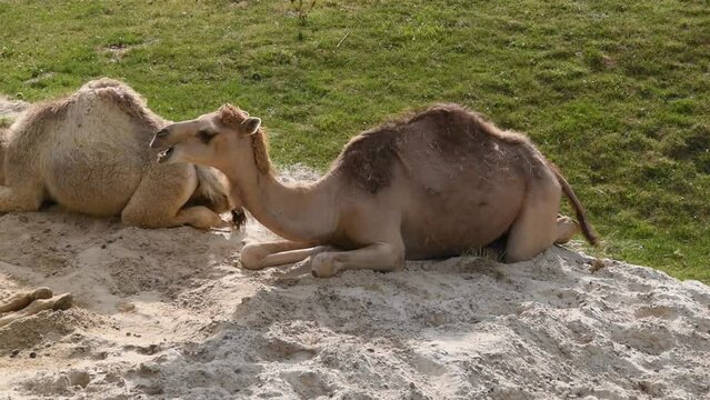 A dromedary camel lying on the ground