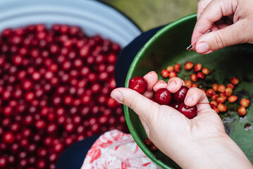 Man drills cherries. Preparation of organic cherries for processing.