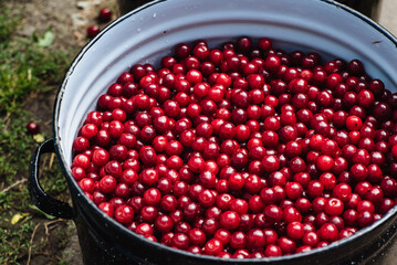 A pot of pure red cherries. Preparation of organic cherries for processing.