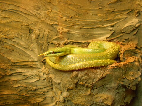 snake