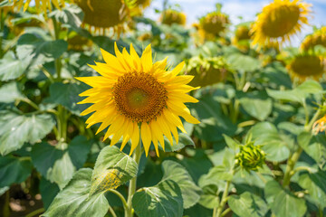 tournesol dans un champs en été